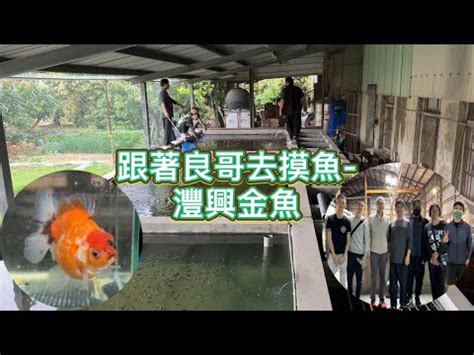 灃興金魚|灃興金魚